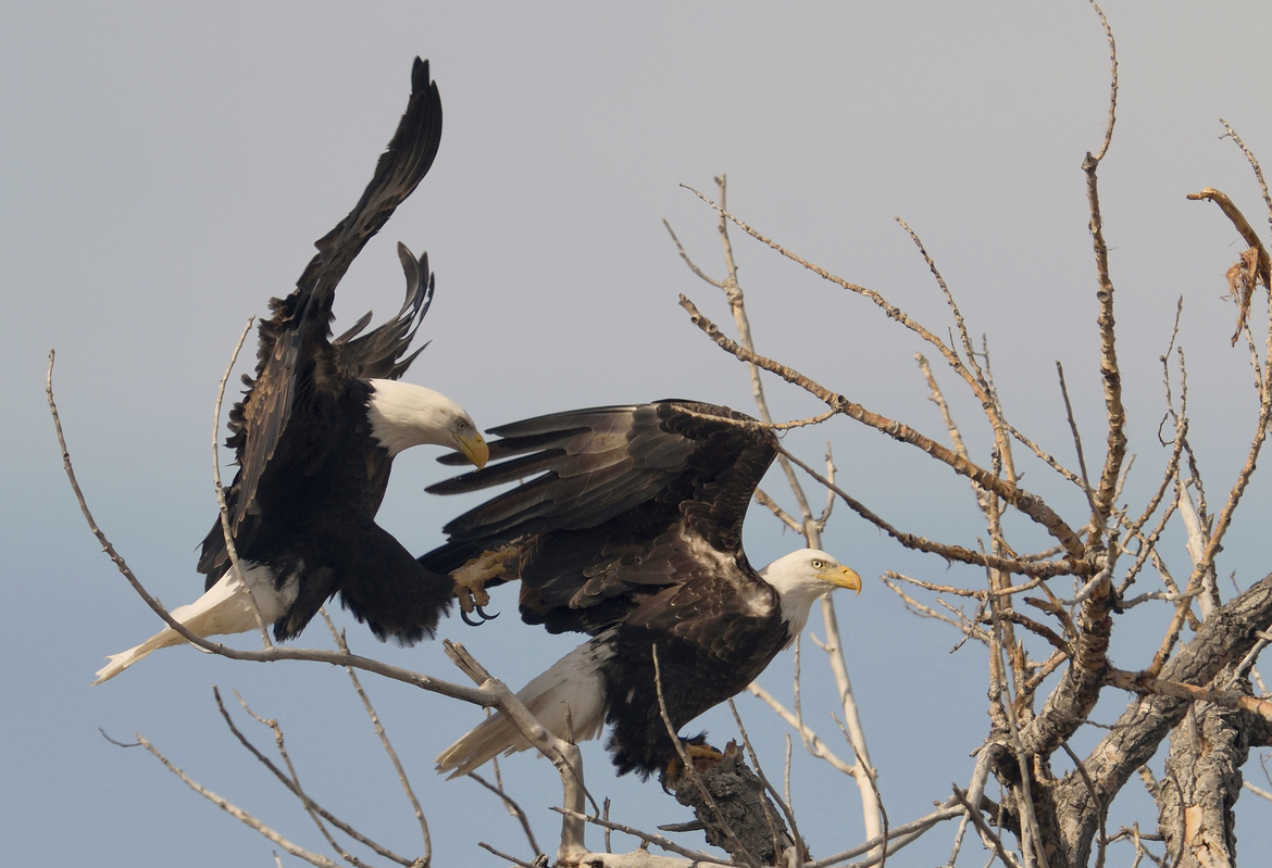 Bald Eagles, Rocky Mountain Arsenal NWR, Colorado, United States