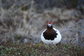 Grid willow ptarmigan