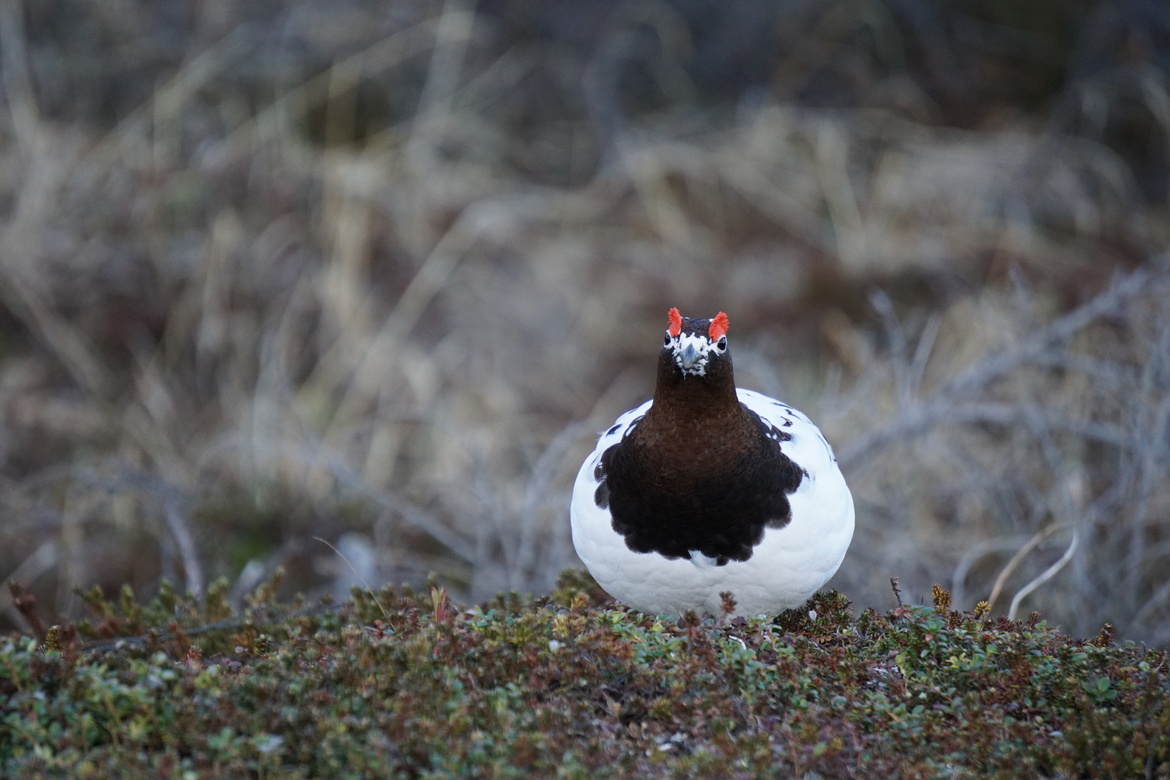 Willow Ptarmigan, South Central Alaska, USA