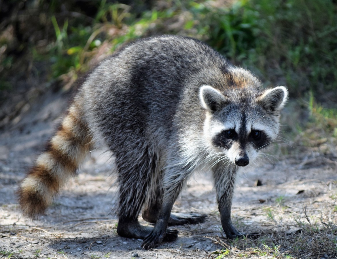 Raccoon, E. R. Simmons Park, Ruskin, Florida, USA