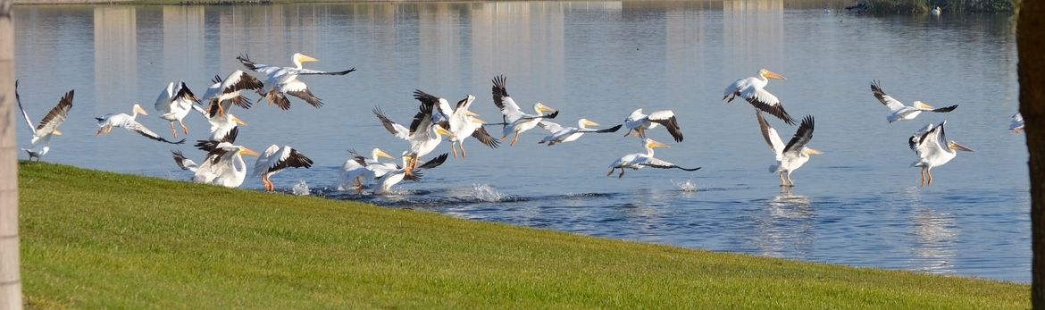 White Pelicans, Ruskin, Florida, USA