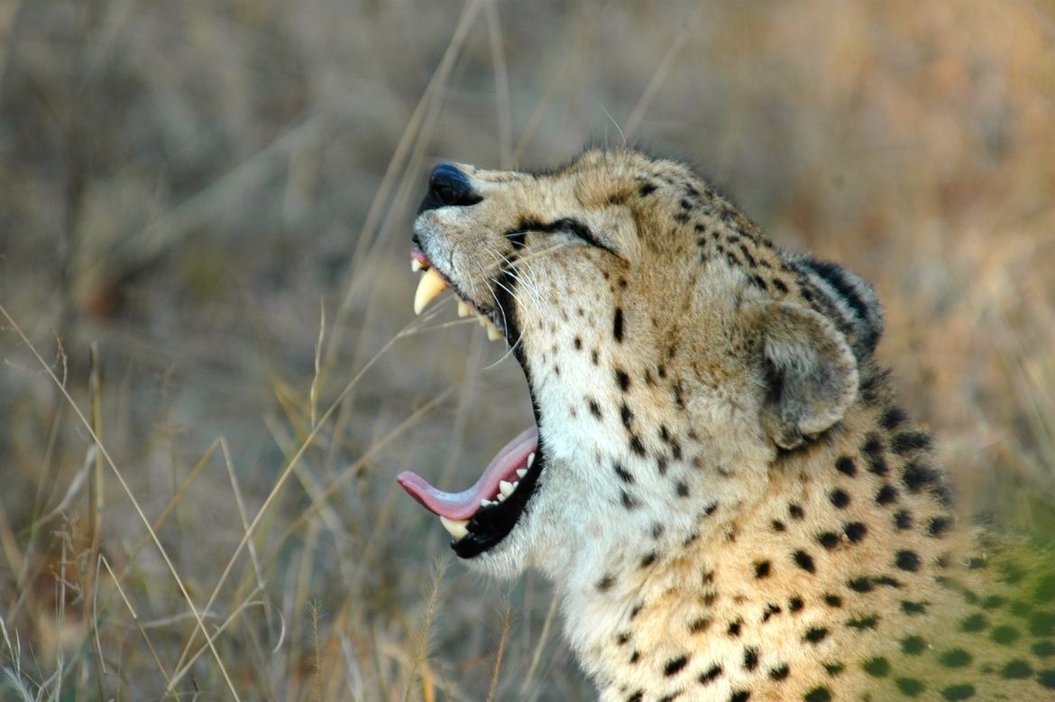 Cheetah, Thorny bush Game Reserve, South Africa
