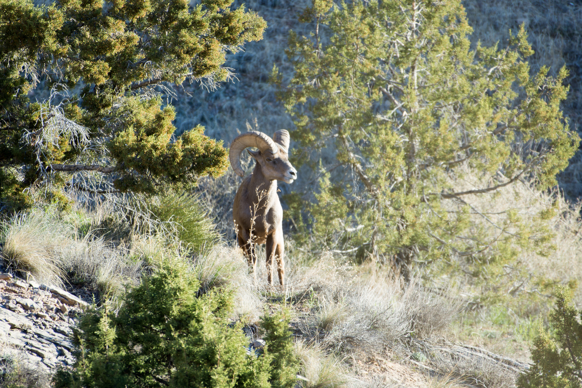 Desert Big Horn, Colorado National Monument, United States