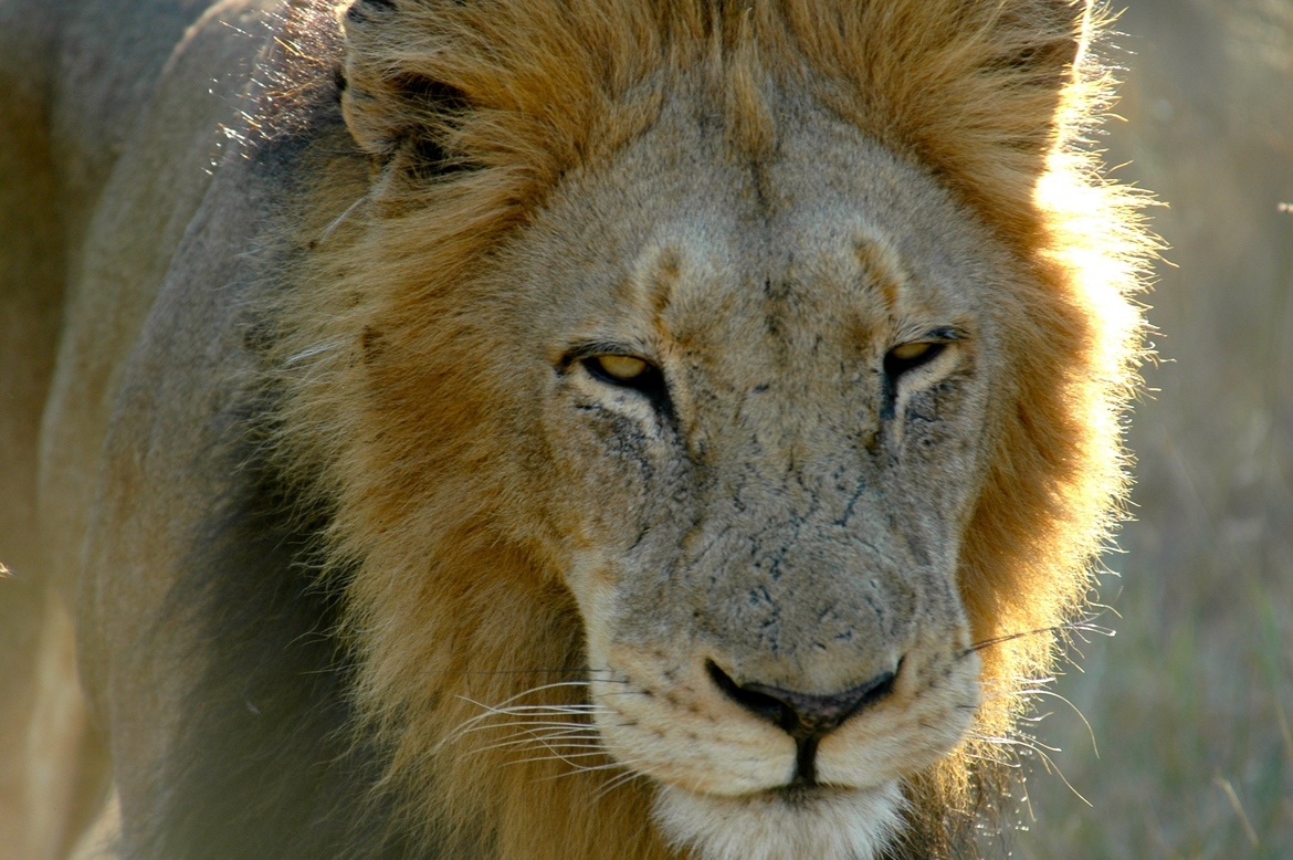 Lion, Thorny bush Game Reserve, South Africa