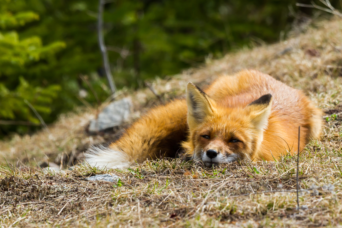 Fox, Algonquin Provincial Park, Canada