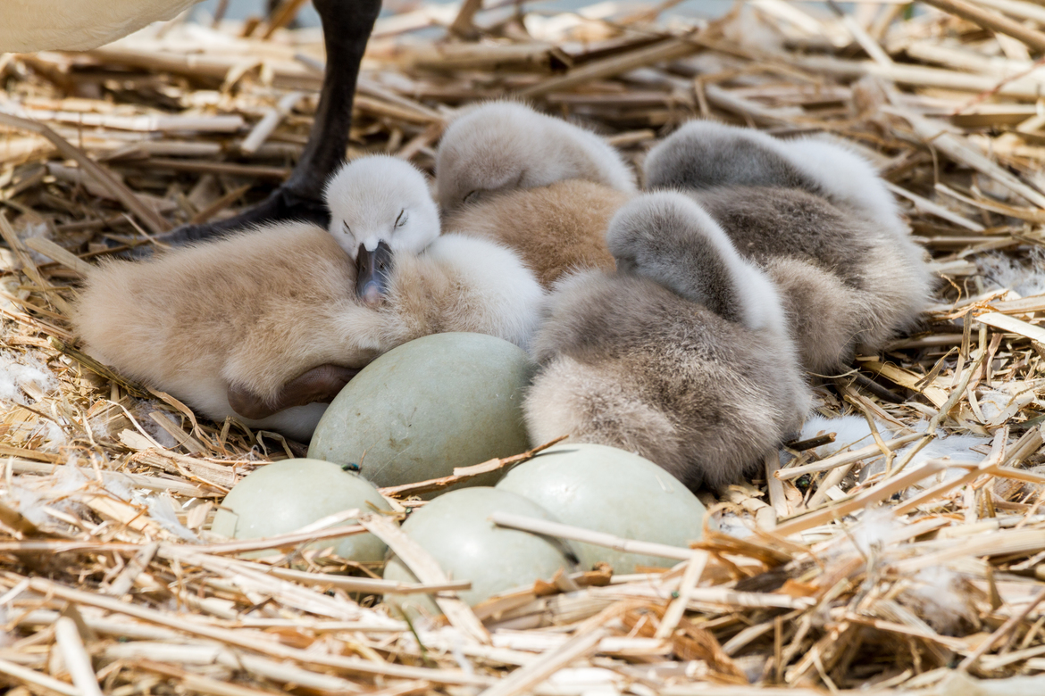 Swan signets, Bayfront Park, Hamilton, Ontario, Canada