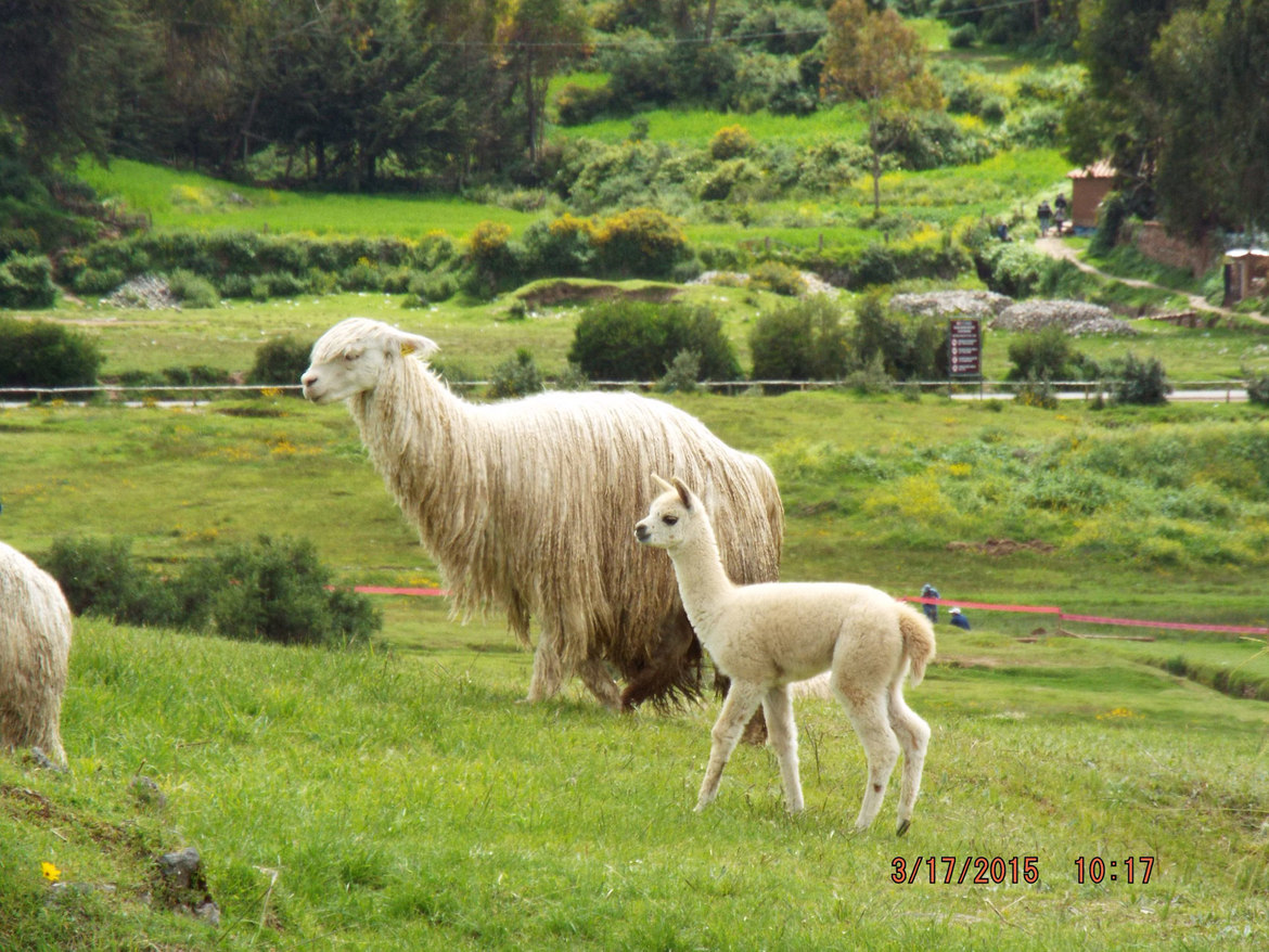 Alpaca, The Sacred Valley, Peru