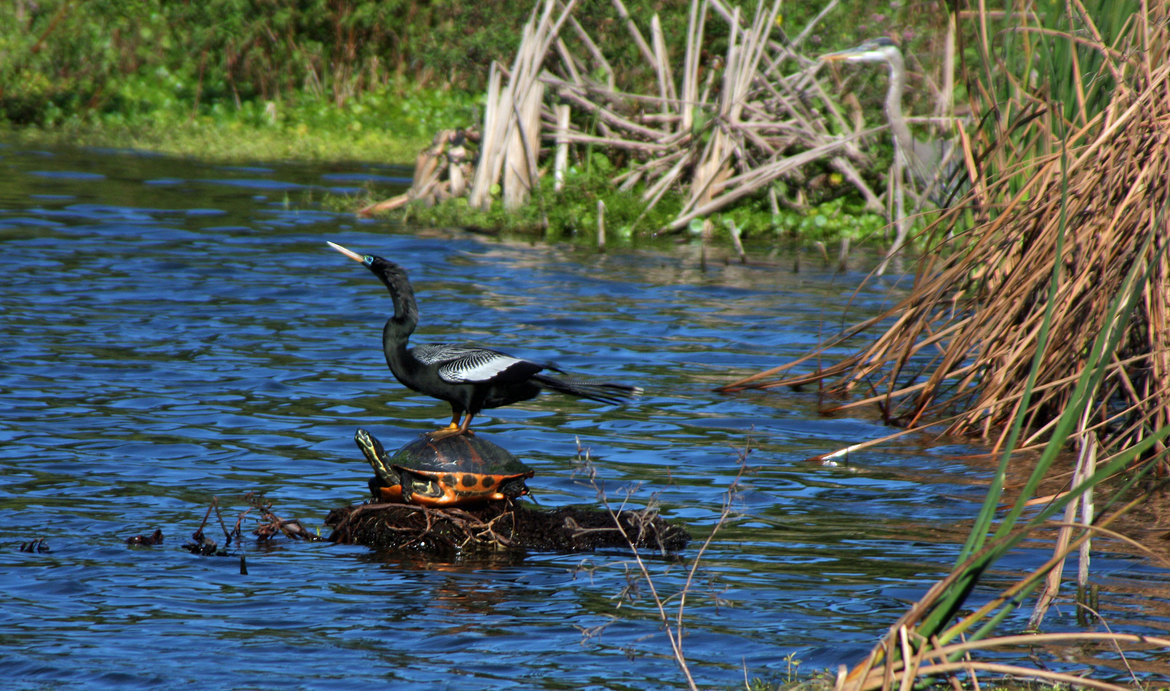 Florida Red-bellied Cooter and the Ahninga., Bonita Bay Golf Club hole #13 of the Bay Island Course: Bonita Springs, Fl., USA