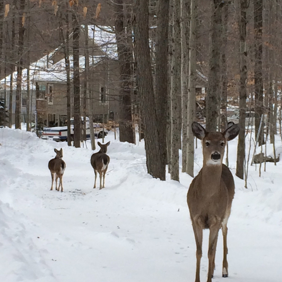 Deer, The Poconos, Pennsylvania, United States