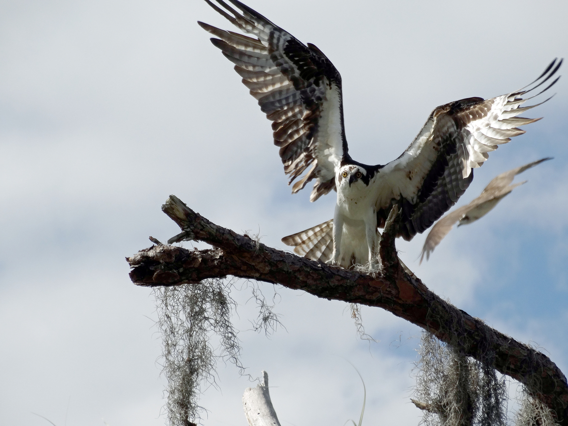 Osprey, Bonita Bay. Bonita Springs, Fl., USA