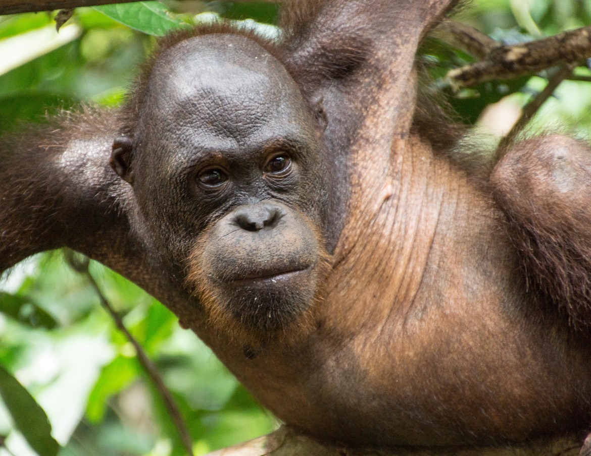 Orangutang, Sepitok, Borneo (Malaysia)