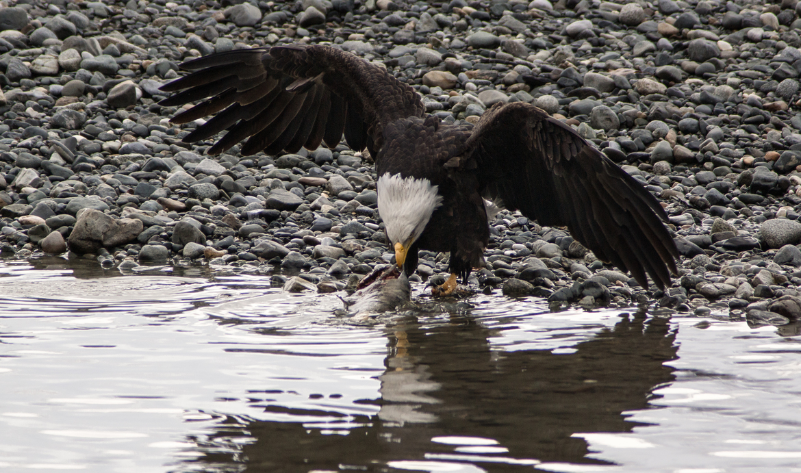 Bald Eagle, Chilkat River near Haines, Alaska, United Staes