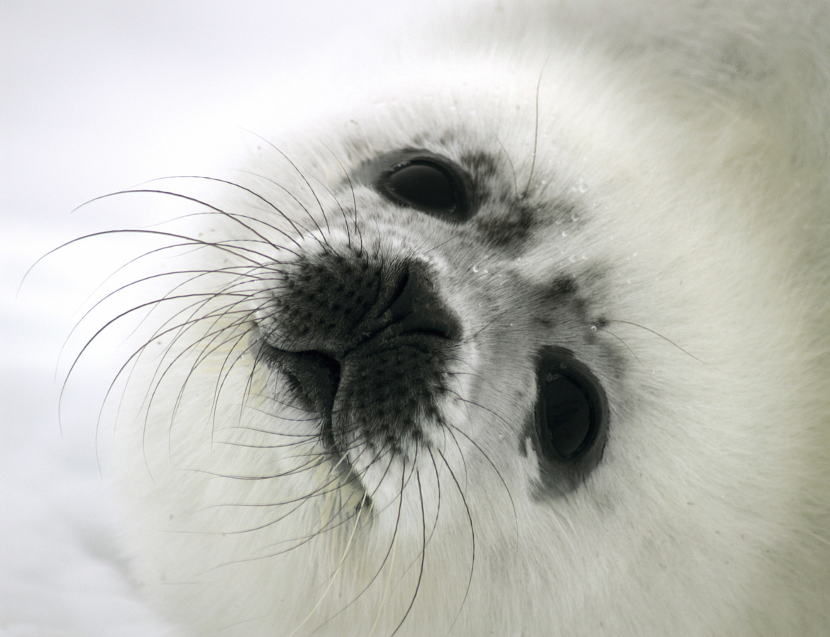Harp Seal, near Prince Edward Island in Gulf of St Lawrence, Canada