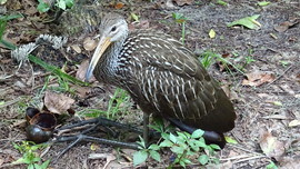 Grid eating apple snails 1
