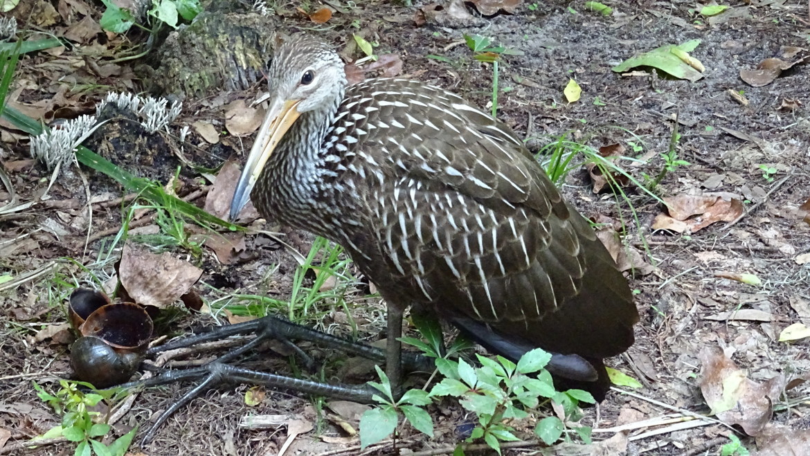 unknown, Circle B Ranch, Lakeland, Florida, United States of America