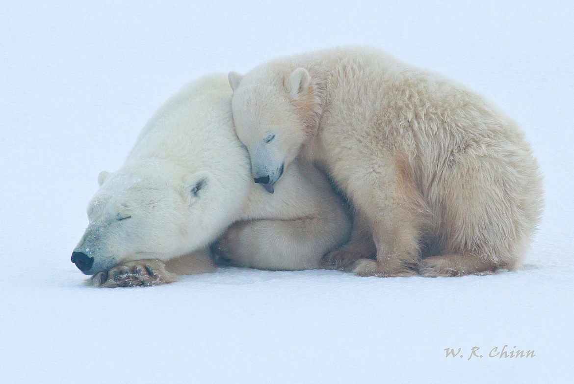 Polar Bear, Churchill Wildlife Management Area (Manitoba), Canada