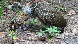 Grid eating apple snails 2
