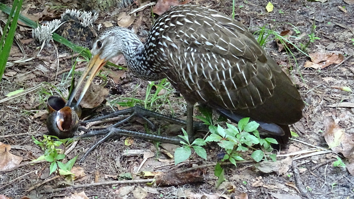 unknown, Circle B Ranch Park, Lakeland, Florida, United States of America