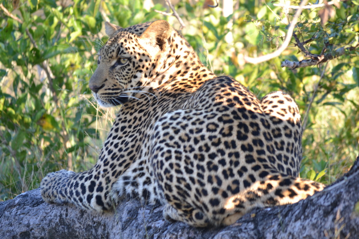 Leopard, Sabi Sands Game Reserve, South Africa