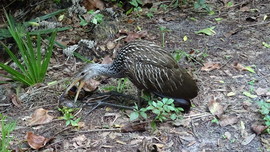 Grid eating apple snails 3