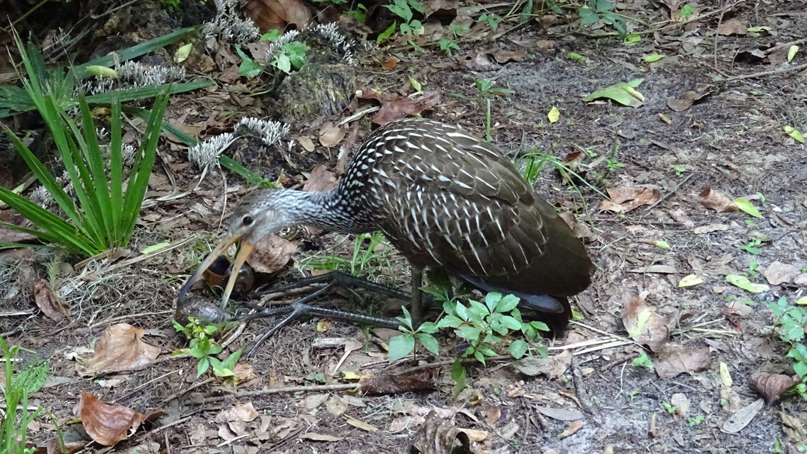 unknown, Circle B Ranch Park, Lakeland, Florida, United States of America