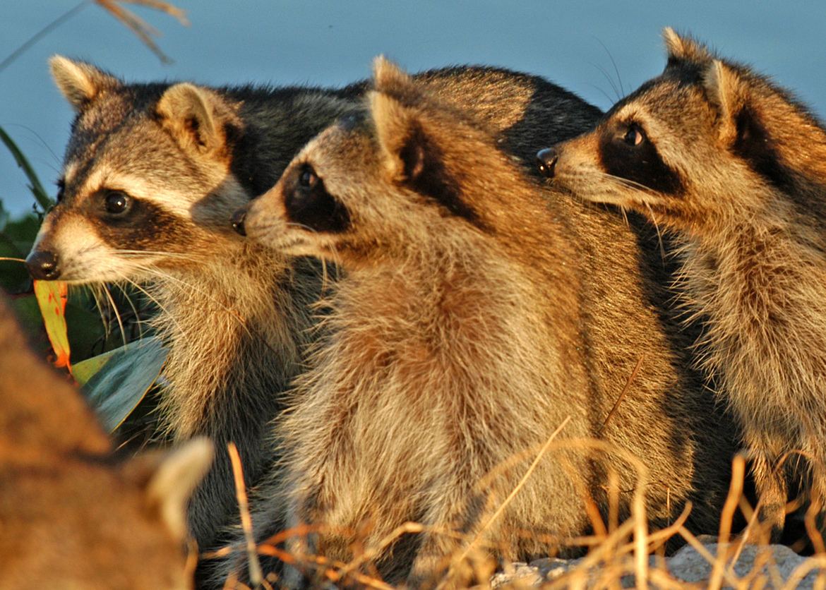 Raccoons, J.N  Ding Darling National Wildlife Refuge  Sanibel Island, Florida, USA