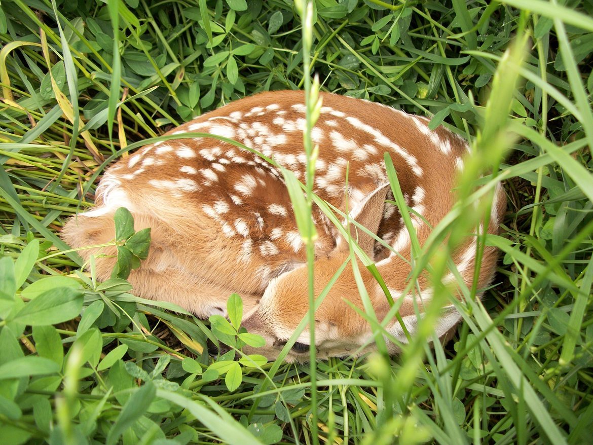 White tailed deer, MB, Canada