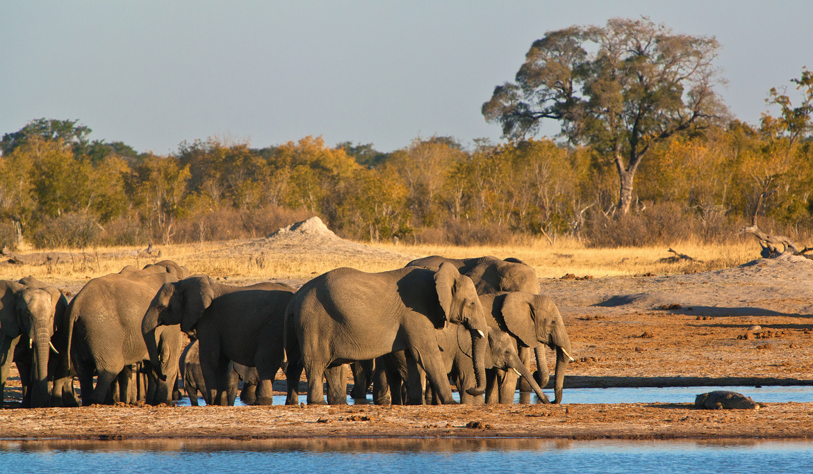 Elelphants and Nile Crocodile, Hwange National Park, Zimbabwe