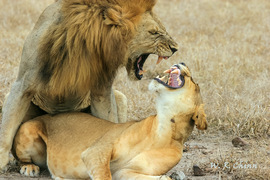 Grid img 0303 lionpair