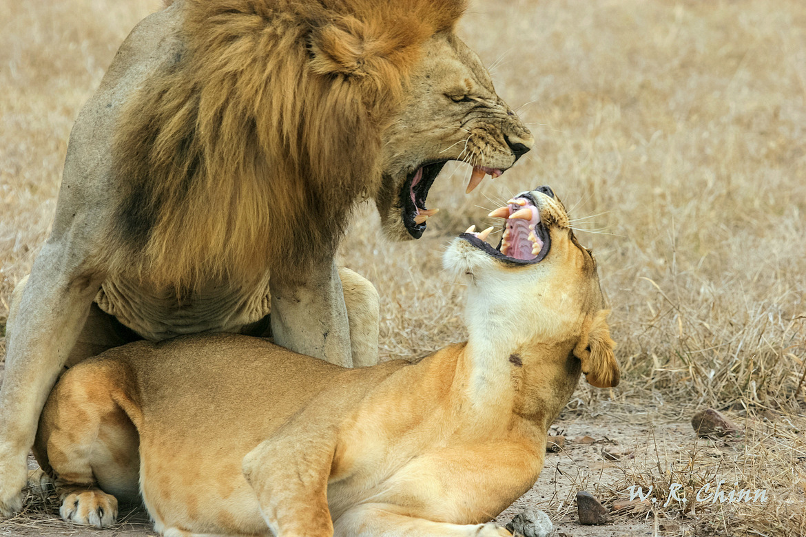 African Lion, Beho Beho Safari Camp, Selous Game Reserve, Tanzania, Tanzania
