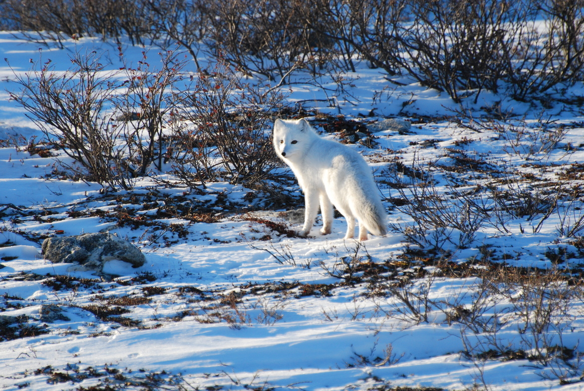 Arctic Fox, On the tundra near Hudson Bay outside Churchill, Canada