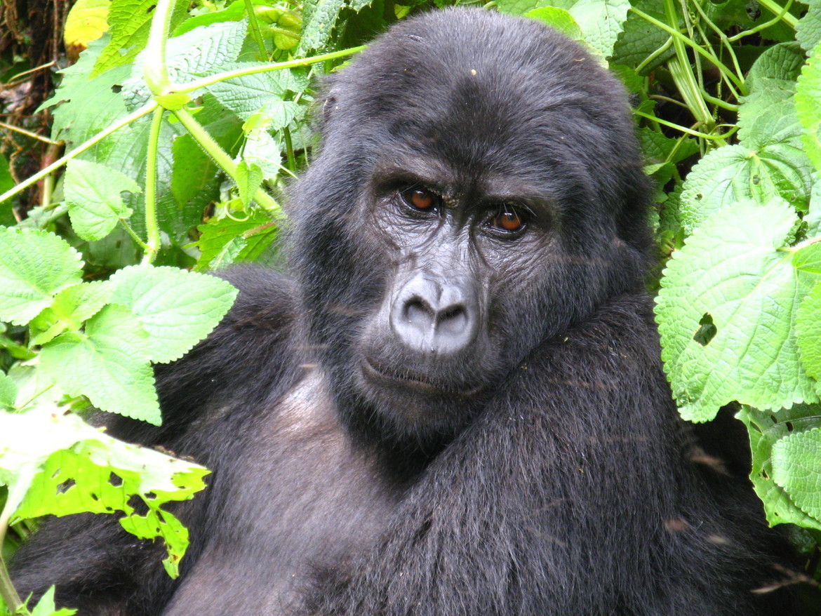 Mountain Gorilla, Bwindi, Uganda