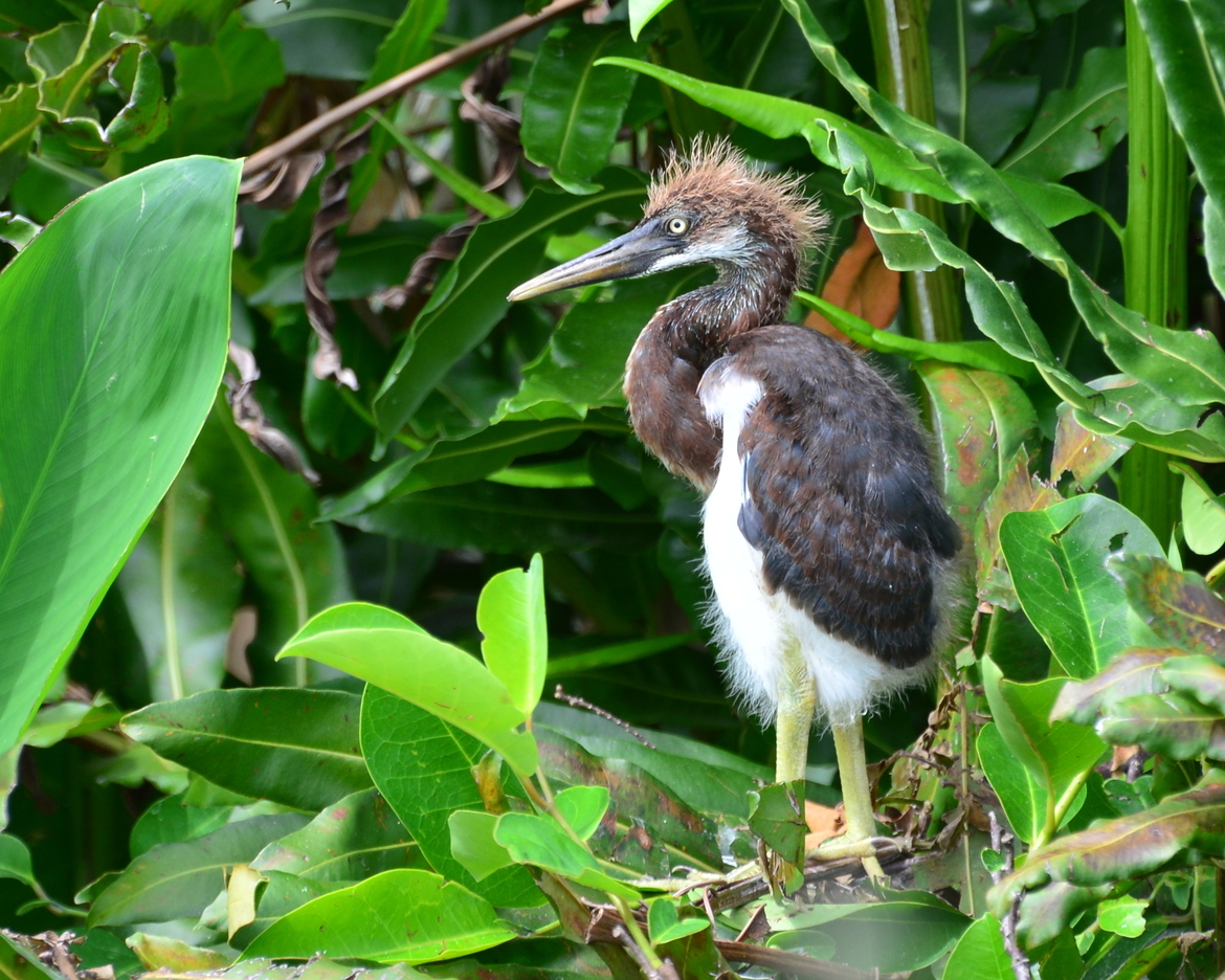 Tri-color Heron, Kabotahatchee Water Management Area, USA