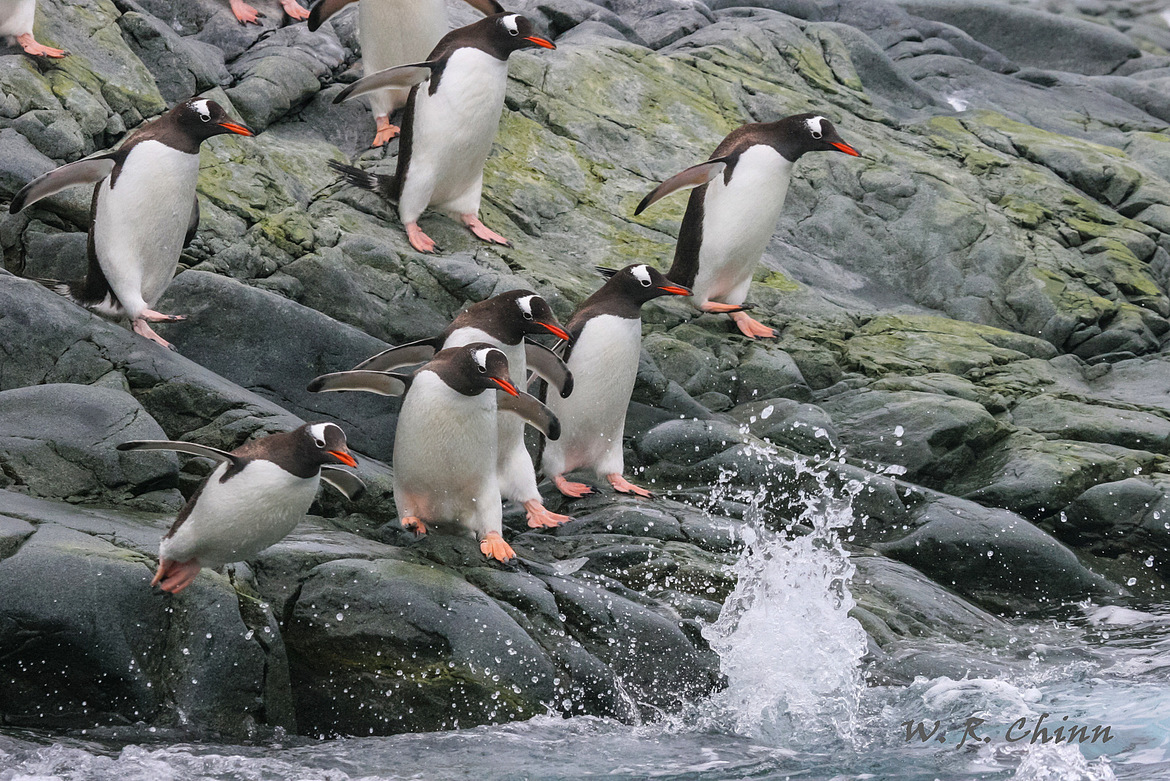 Gentoo Penguin, Anverse Island, Antarctic Peninsula, Antarctica