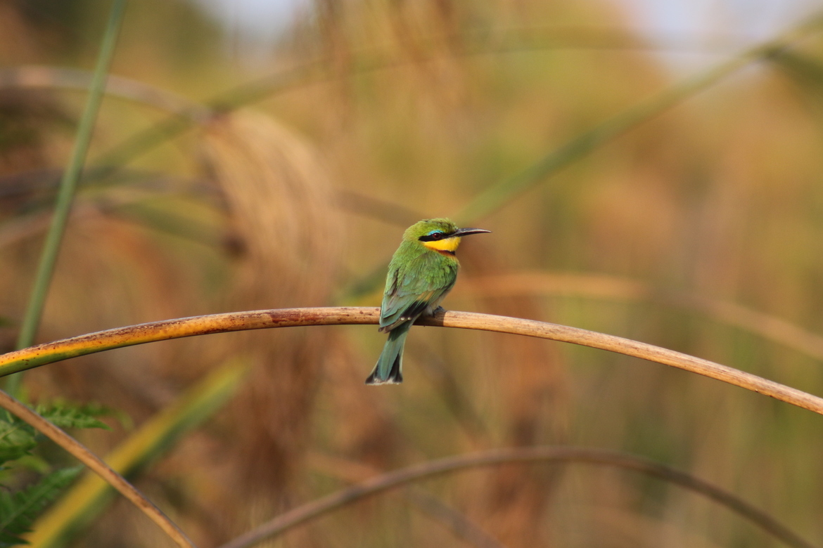 bee eater, Okavango Delta, Botswana