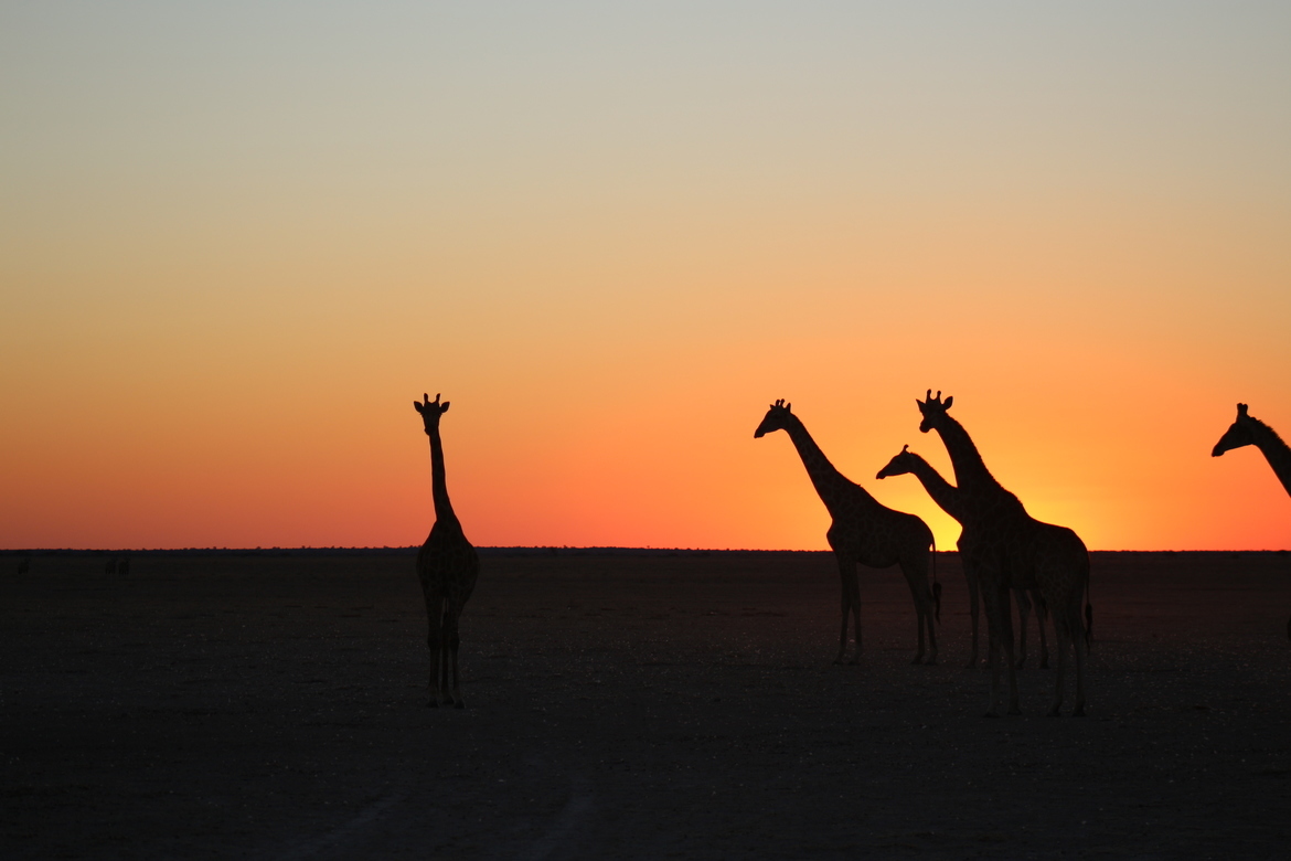 giraffes, can't remember!, Botswana or Namibia