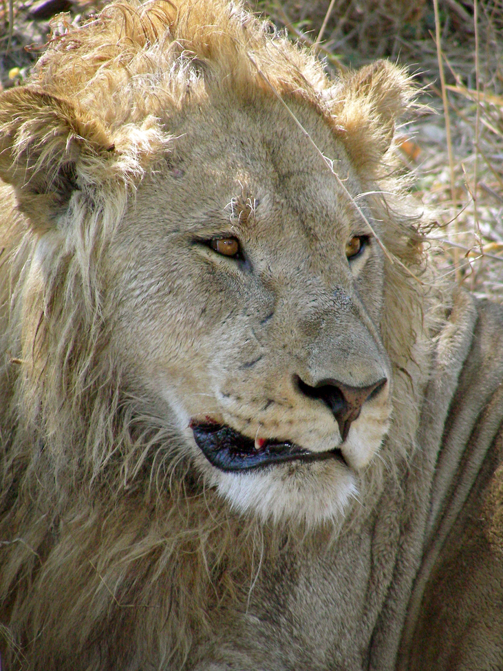 African Lion, Linyanti, Botswana