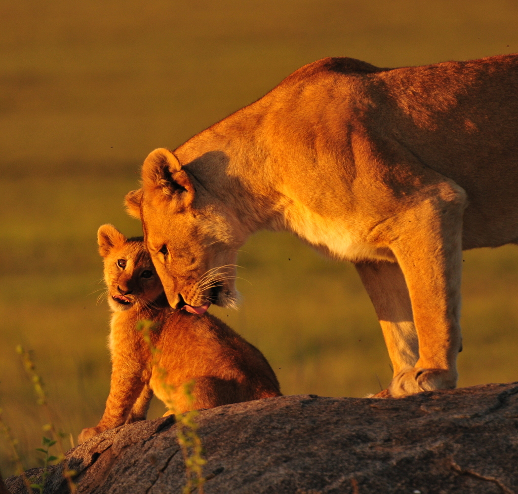 African lion, Serengeti, Tanzania