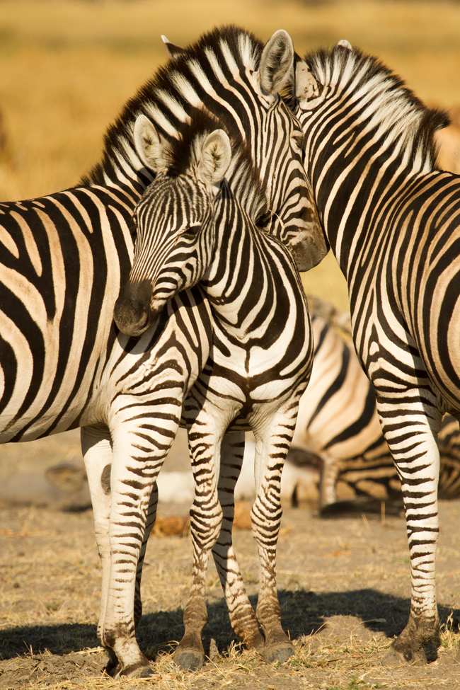 Zebra, Chobe National Park, Botswana, Africa