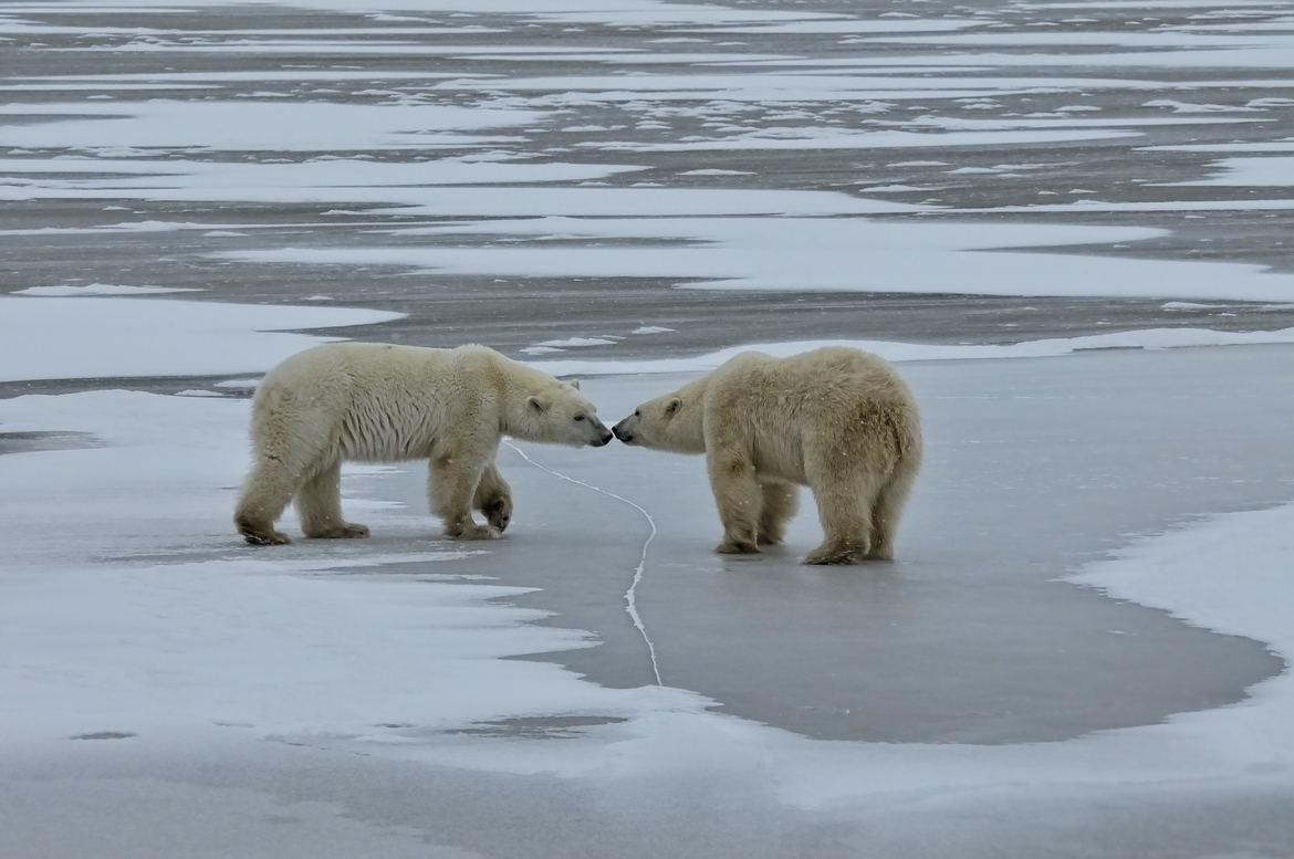 Polar Bears, Churchill ,   Canada 