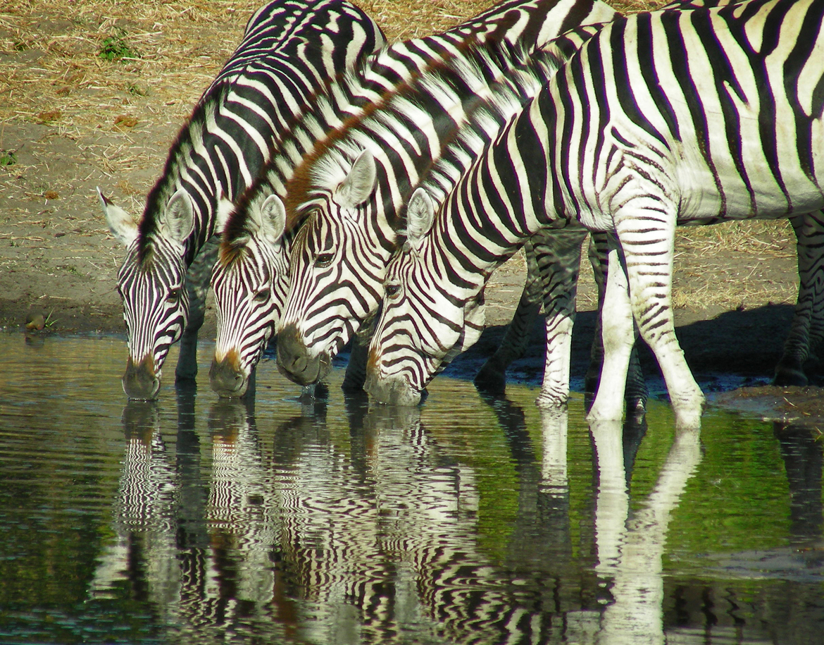 Burchell's Zebra, Savuti Camp, Botswana