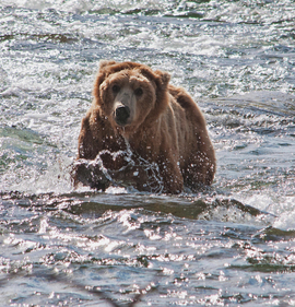Grid  dsc6677.jpg bear in water
