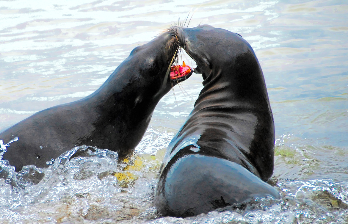 Sea Lions , Galapagos, Ecuador