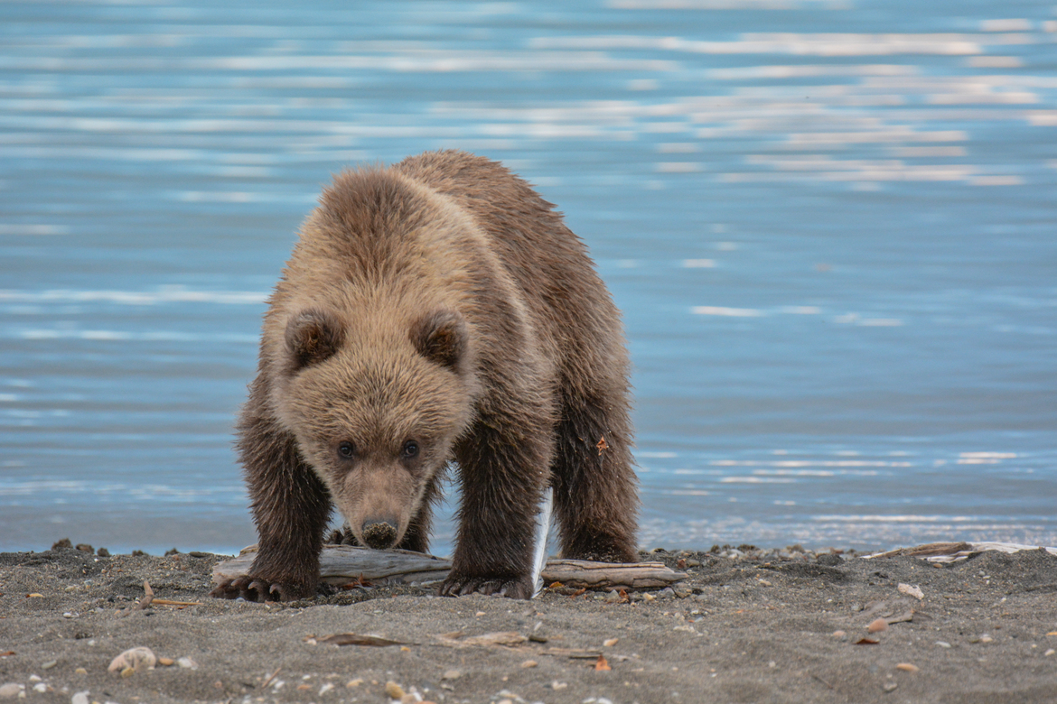 Brown Bear, Katmai National Park and Preserve, United States
