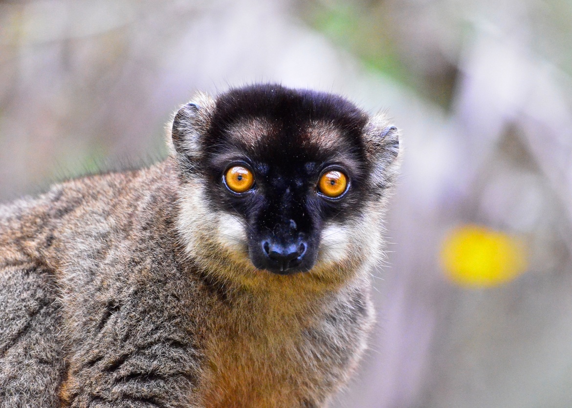 common brown lemur, Andisibe, Madagascar