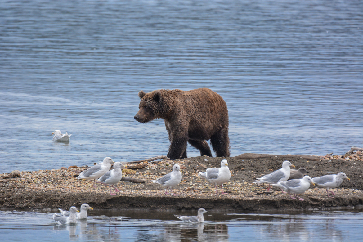 Brown Bear, Katmai National Park and Preserve, United States