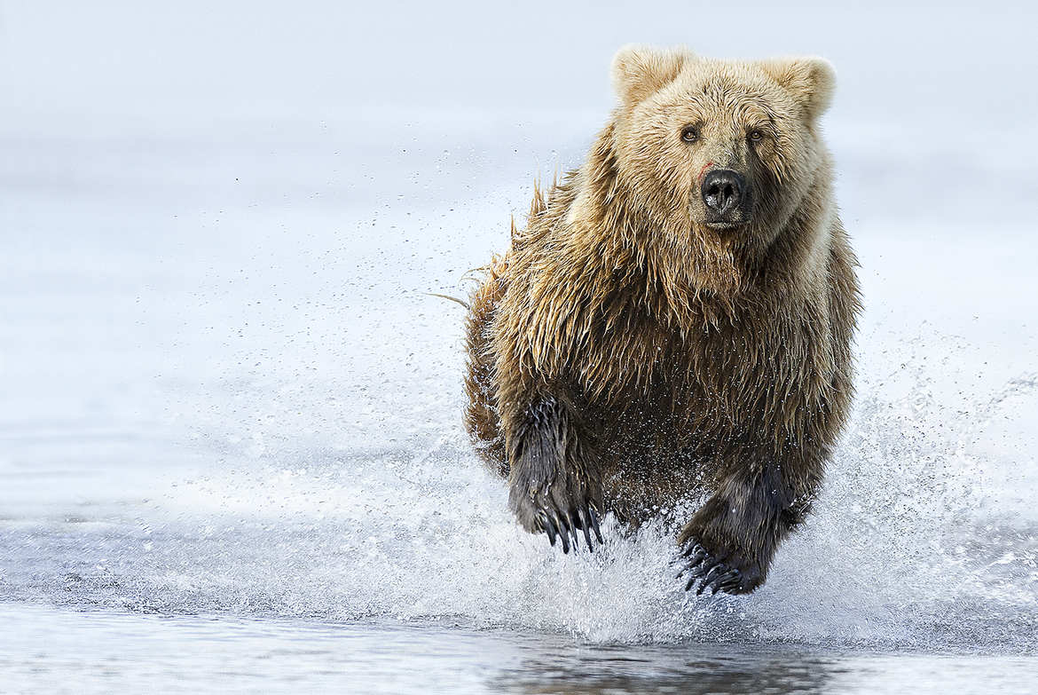 Grizzley, Katmai National Park , USA
