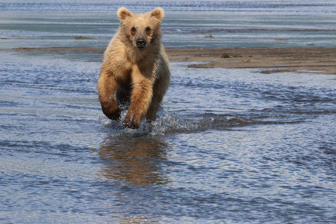 Alaskan brown bear, Katmai National Park, Alaska, USA