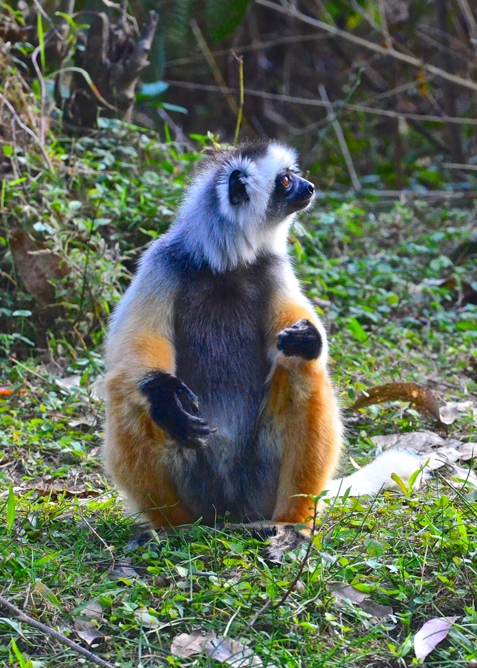 diadem sifaka, Andisibe, Madagascar