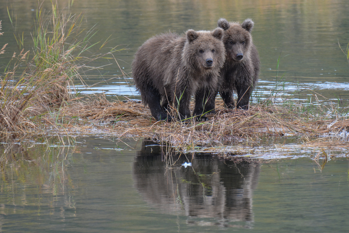 Brown Bears, Katmai National Park and Preserve, United States